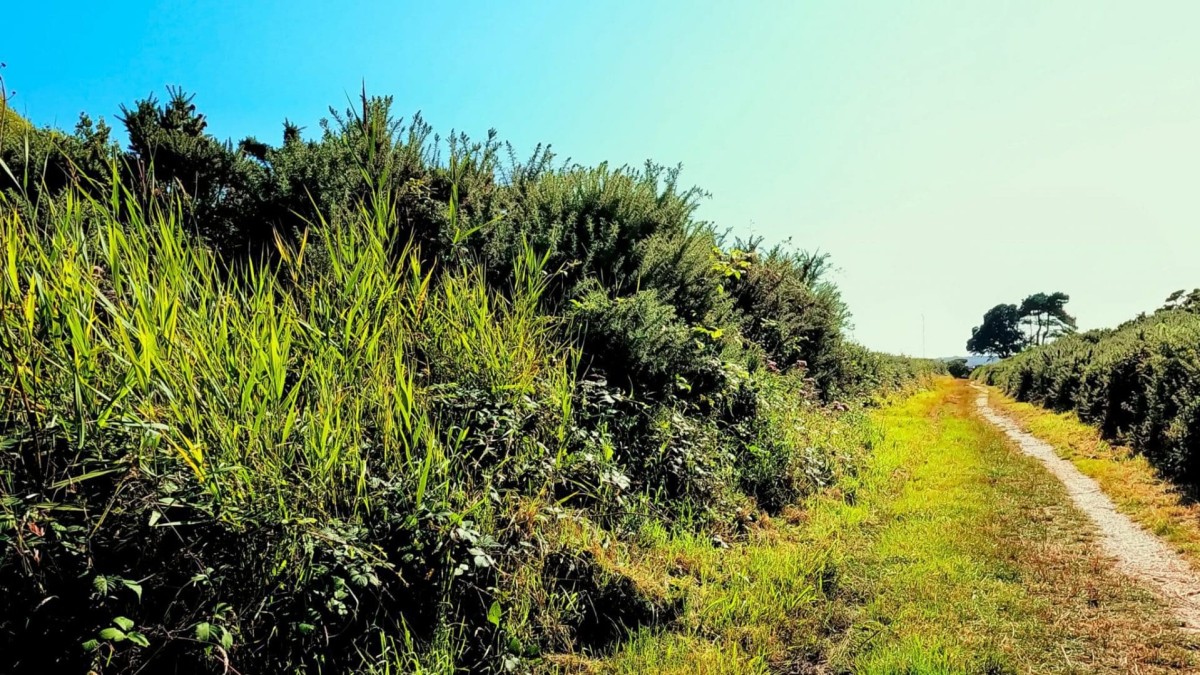 Luscombe Valley Nature Reserve