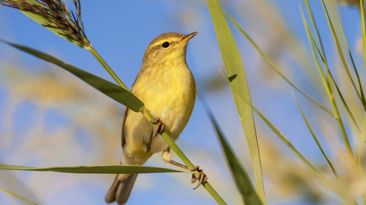 Luscombe Valley Nature Reserve