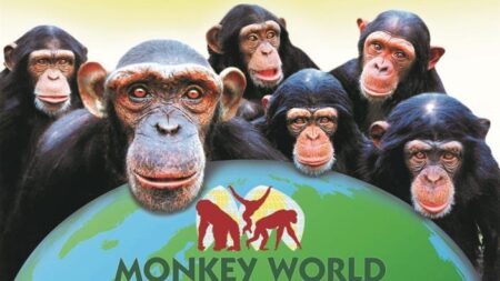 Monkey World – Ape Rescue Centre