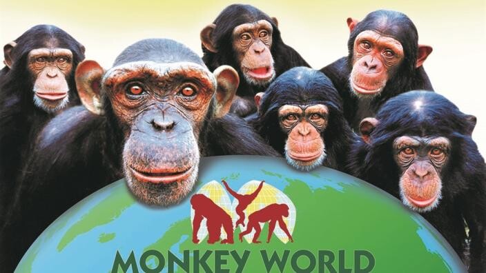 Monkey World – Ape Rescue Centre