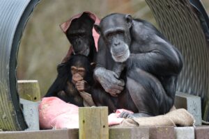Monkey World – Ape Rescue Centre Thumb