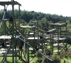 Monkey World – Ape Rescue Centre Thumb