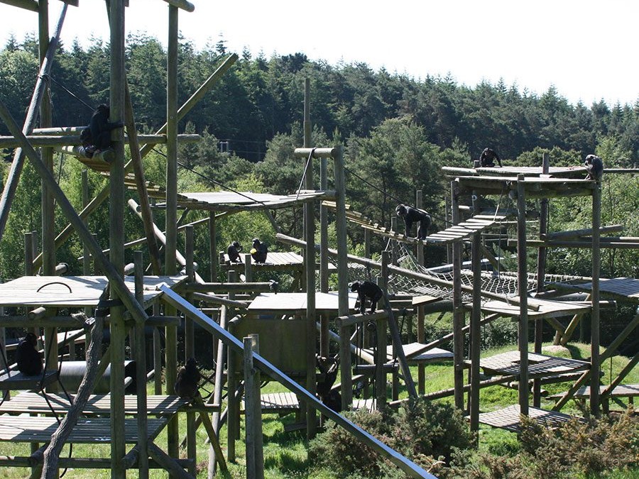 Monkey World – Ape Rescue Centre