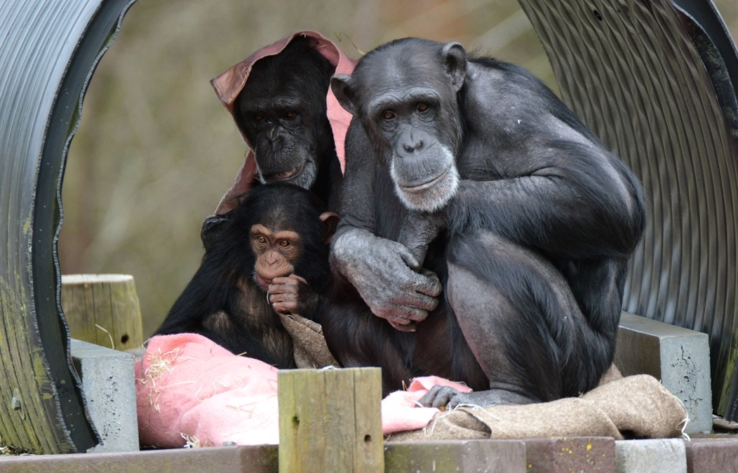 Monkey World – Ape Rescue Centre
