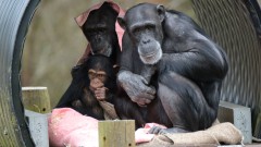 Monkey World – Ape Rescue Centre Thumb