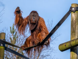 Monkey World – Ape Rescue Centre Thumb