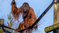 Monkey World – Ape Rescue Centre Thumb