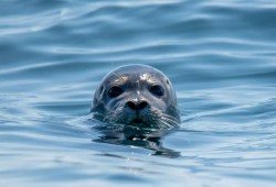 Paddleboarding Lesson Thumb