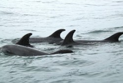 Paddleboarding Lesson Thumb