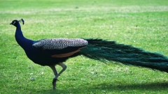 Brownsea Island Thumb