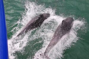 Poole: Jurassic Coast Circular Cruise Thumb