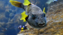 The Oceanarium Thumb