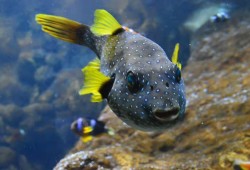 The Oceanarium Thumb