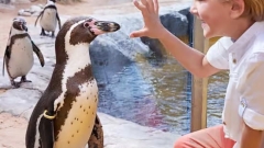 The Oceanarium Thumb