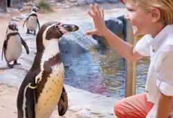 The Oceanarium Thumb