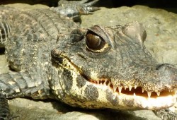 The Oceanarium Thumb