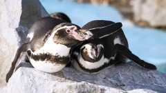 The Oceanarium Thumb