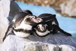 The Oceanarium Thumb