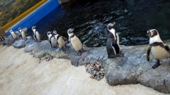 The Oceanarium Thumb