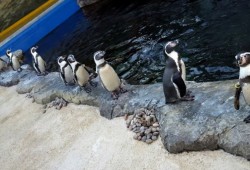 The Oceanarium Thumb