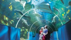 The Oceanarium Thumb