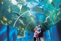 The Oceanarium Thumb