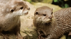 The Oceanarium Thumb