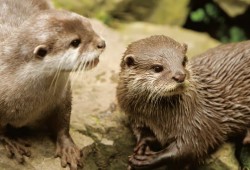 The Oceanarium Thumb