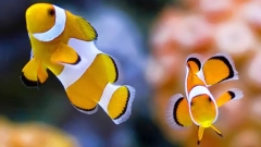 The Oceanarium Thumb