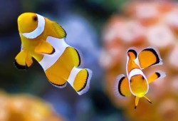 The Oceanarium Thumb