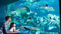 The Oceanarium Thumb