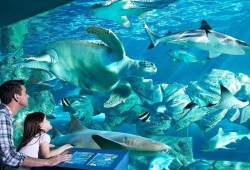 The Oceanarium Thumb