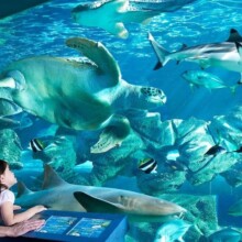 The Oceanarium Bournemouth - Underwater Views