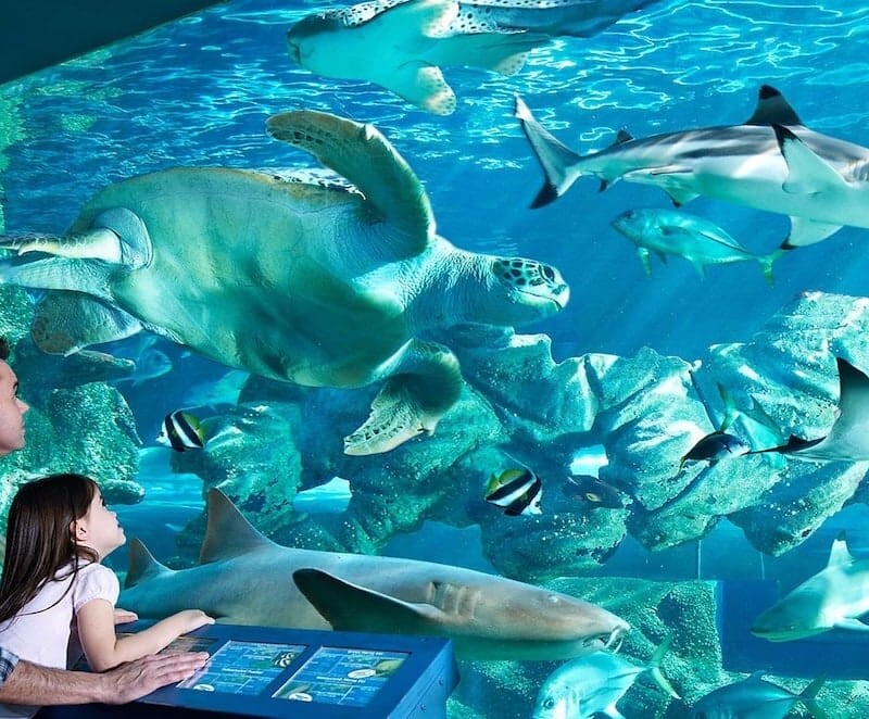 The Oceanarium