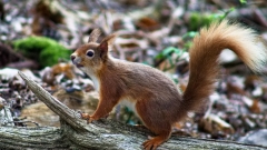 Brownsea Island Thumb