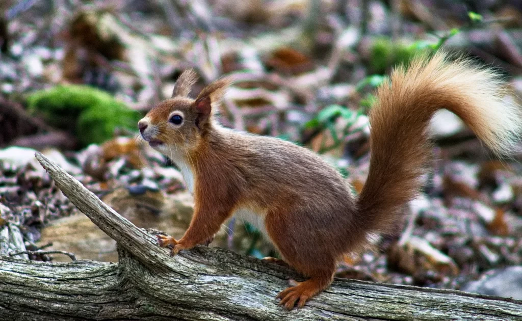 Brownsea Islands Famous Red Squirrels