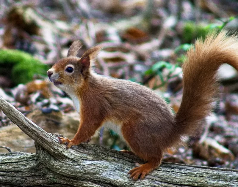 Brownsea Islands Famous Red Squirrels