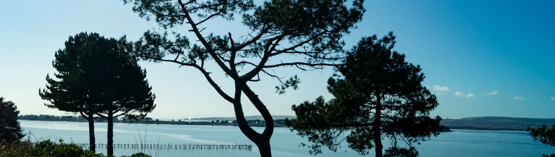 Evening Hill Through The Trees