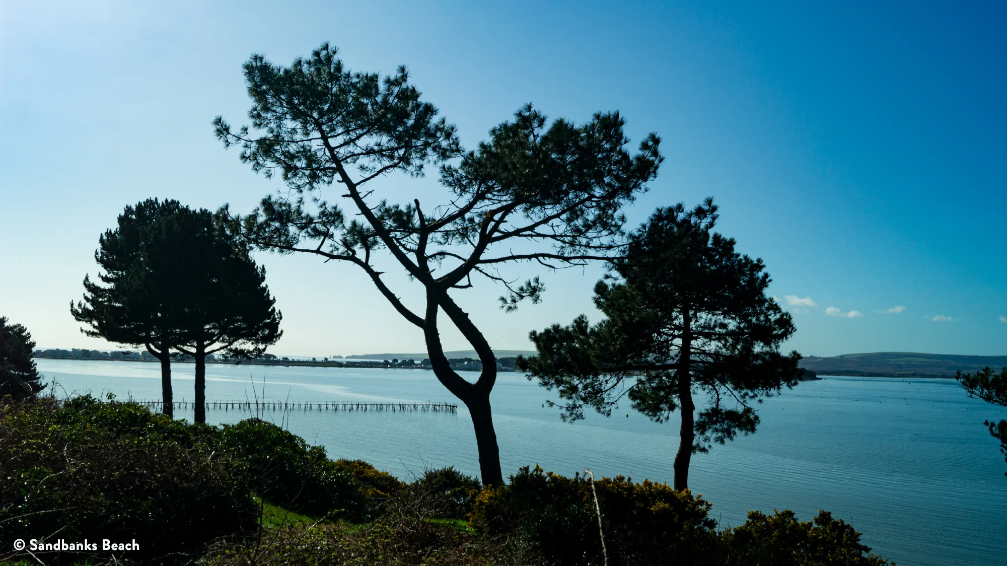 Evening Hill Through The Trees