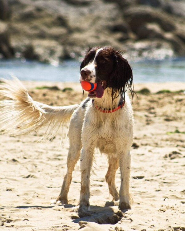 Is Sandbanks Beach Dog Friendly? The Ultimate Guide