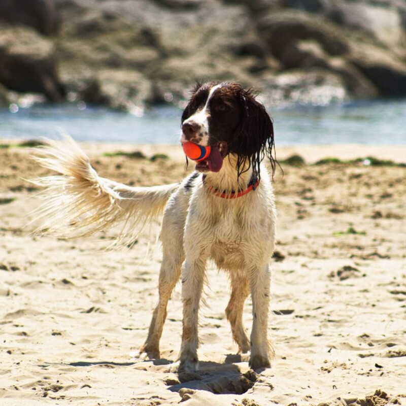 Is Sandbanks Beach Dog Friendly? The Ultimate Guide