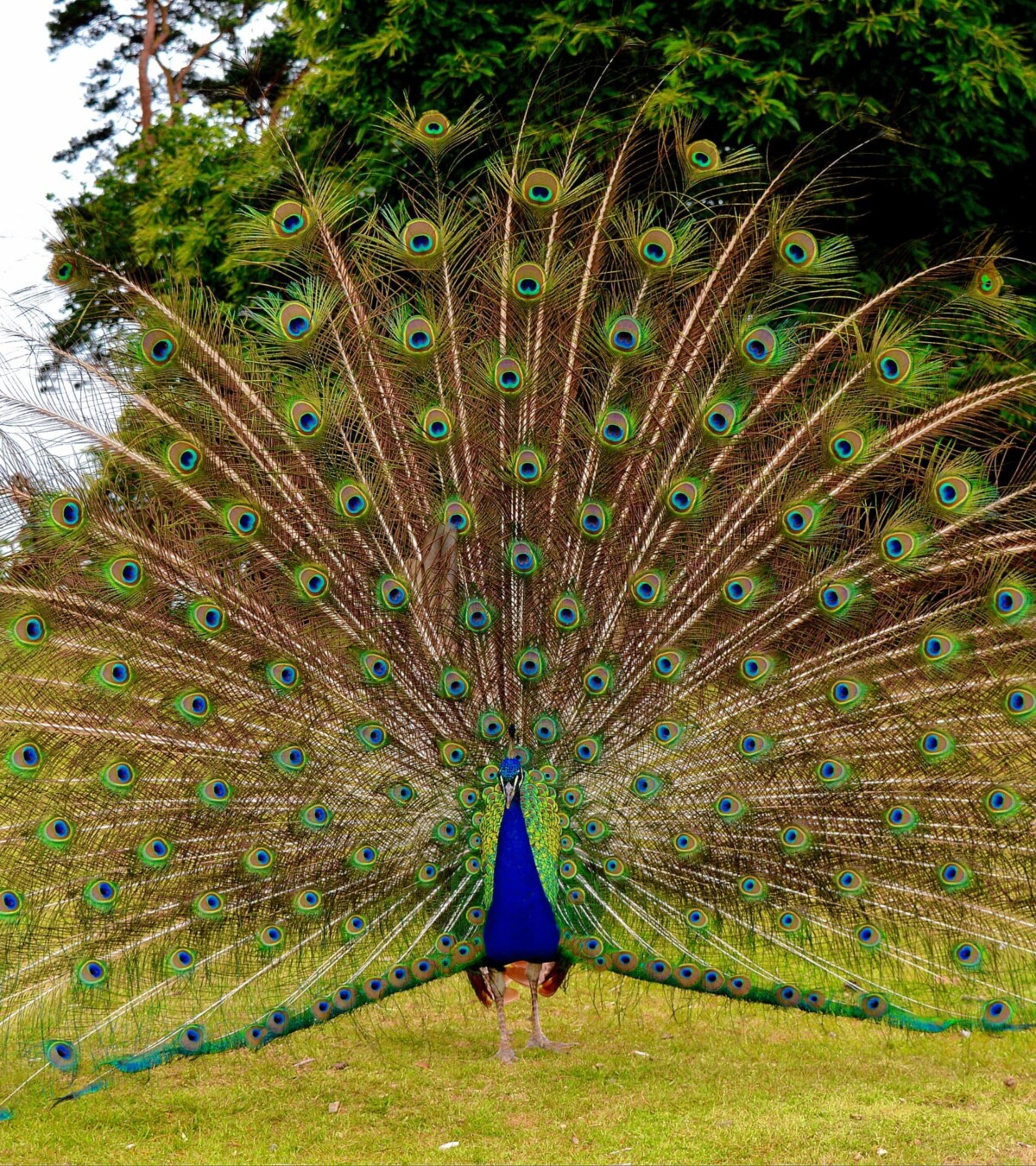 Peacock in Full Display On Brownsea Island