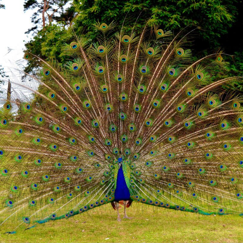 Peacock in Full Display On Brownsea Island