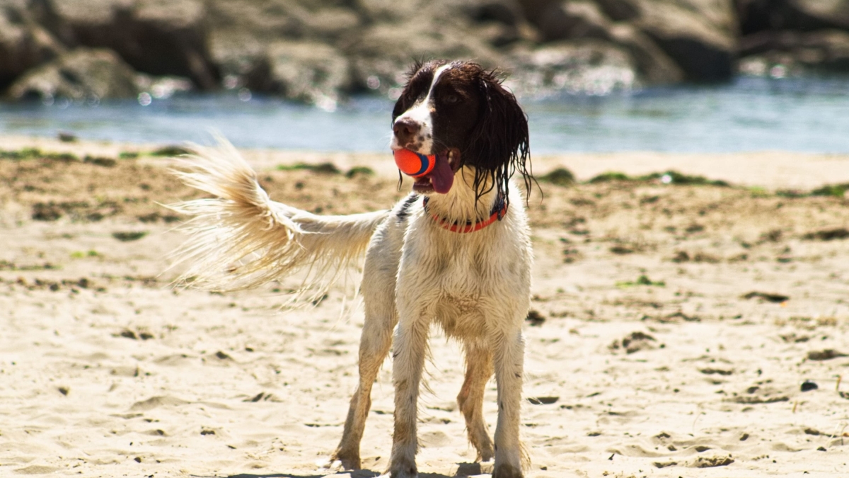 Cubs Beach (Midway Beach)