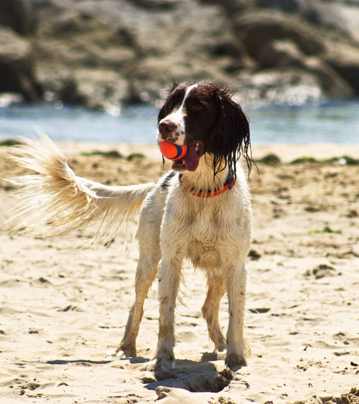 A playful Pup at Cubs Beach