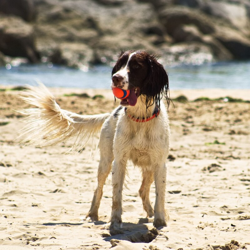 A playful Pup at Cubs Beach