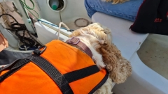 2-Hour Sunset Boat Ride in Poole Harbour Thumb