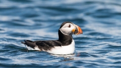 Bird Watching Cruise Along the Jurassic Coast Thumb
