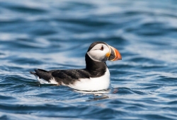 Bird Watching Cruise Along the Jurassic Coast Thumb