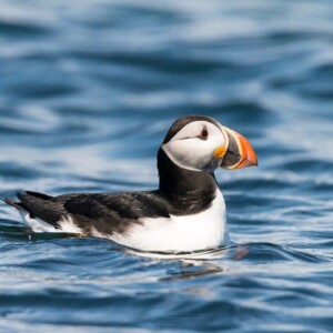 Bird Watching Cruise Along the Jurassic Coast 1